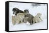Siberian Husky Litter of Four Puppies in Snow-null-Framed Stretched Canvas