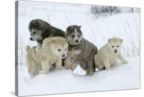 Siberian Husky Litter of Four Puppies in Snow-null-Stretched Canvas
