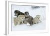 Siberian Husky Litter of Four Puppies in Snow-null-Framed Photographic Print