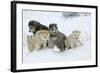 Siberian Husky Litter of Four Puppies in Snow-null-Framed Photographic Print