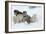 Siberian Husky Litter of Four Puppies in Snow-null-Framed Photographic Print