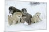 Siberian Husky Litter of Four Puppies in Snow-null-Mounted Photographic Print