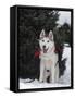 Siberian Husky on Lead Carrying a Bag, USA-Lynn M^ Stone-Framed Stretched Canvas