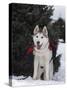 Siberian Husky on Lead Carrying a Bag, USA-Lynn M^ Stone-Stretched Canvas