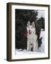 Siberian Husky on Lead Carrying a Bag, USA-Lynn M^ Stone-Framed Photographic Print