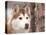 Siberian Husky Portrait, USA-Lynn M. Stone-Stretched Canvas