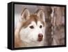 Siberian Husky Portrait, USA-Lynn M. Stone-Framed Stretched Canvas