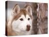 Siberian Husky Portrait, USA-Lynn M. Stone-Stretched Canvas
