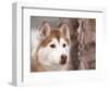 Siberian Husky Portrait, USA-Lynn M. Stone-Framed Premium Photographic Print