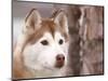 Siberian Husky Portrait, USA-Lynn M. Stone-Mounted Premium Photographic Print