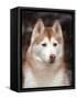 Siberian Husky Portrait, USA-Lynn M. Stone-Framed Stretched Canvas