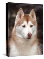 Siberian Husky Portrait, USA-Lynn M. Stone-Stretched Canvas