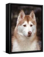 Siberian Husky Portrait, USA-Lynn M. Stone-Framed Stretched Canvas