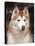 Siberian Husky Portrait, USA-Lynn M. Stone-Stretched Canvas