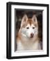 Siberian Husky Portrait, USA-Lynn M. Stone-Framed Premium Photographic Print