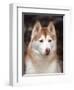 Siberian Husky Portrait, USA-Lynn M. Stone-Framed Premium Photographic Print