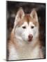 Siberian Husky Portrait, USA-Lynn M. Stone-Mounted Premium Photographic Print