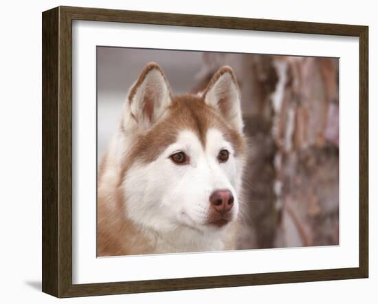 Siberian Husky Portrait, USA-Lynn M. Stone-Framed Photographic Print