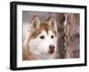 Siberian Husky Portrait, USA-Lynn M. Stone-Framed Photographic Print