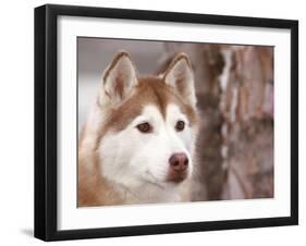 Siberian Husky Portrait, USA-Lynn M. Stone-Framed Photographic Print