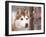 Siberian Husky Portrait, USA-Lynn M. Stone-Framed Photographic Print