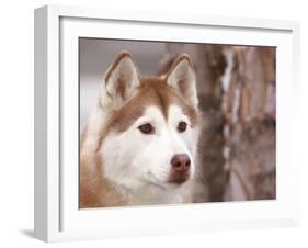 Siberian Husky Portrait, USA-Lynn M. Stone-Framed Photographic Print