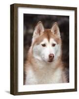 Siberian Husky Portrait, USA-Lynn M. Stone-Framed Photographic Print