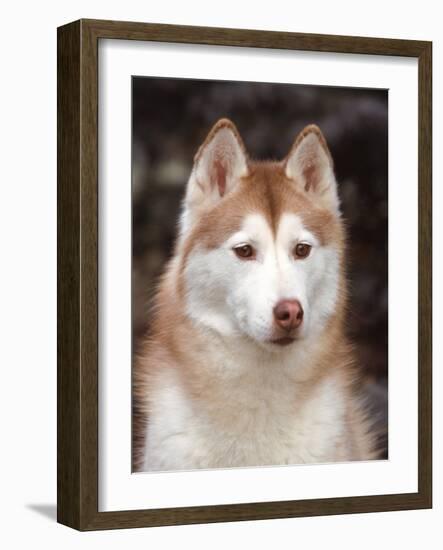 Siberian Husky Portrait, USA-Lynn M. Stone-Framed Photographic Print