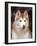 Siberian Husky Portrait, USA-Lynn M. Stone-Framed Photographic Print