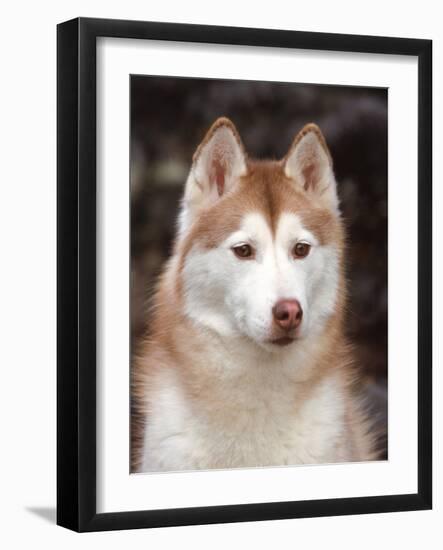 Siberian Husky Portrait, USA-Lynn M. Stone-Framed Photographic Print