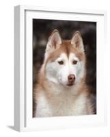 Siberian Husky Portrait, USA-Lynn M. Stone-Framed Photographic Print