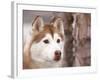 Siberian Husky Portrait, USA-Lynn M. Stone-Framed Photographic Print