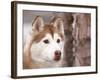 Siberian Husky Portrait, USA-Lynn M. Stone-Framed Photographic Print