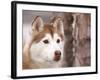 Siberian Husky Portrait, USA-Lynn M. Stone-Framed Photographic Print