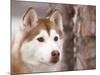 Siberian Husky Portrait, USA-Lynn M. Stone-Mounted Photographic Print