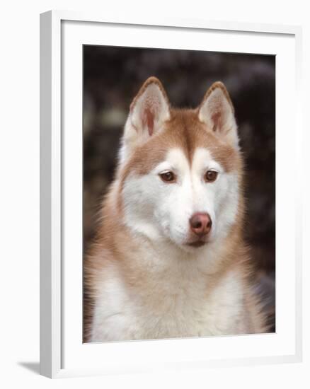 Siberian Husky Portrait, USA-Lynn M. Stone-Framed Photographic Print