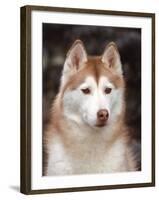 Siberian Husky Portrait, USA-Lynn M. Stone-Framed Photographic Print