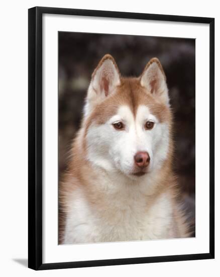 Siberian Husky Portrait, USA-Lynn M. Stone-Framed Photographic Print