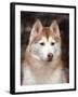 Siberian Husky Portrait, USA-Lynn M. Stone-Framed Photographic Print