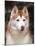 Siberian Husky Portrait, USA-Lynn M. Stone-Mounted Photographic Print