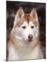 Siberian Husky Portrait, USA-Lynn M. Stone-Mounted Photographic Print