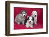 Siberian Husky puppies-Zandria Muench Beraldo-Framed Photographic Print