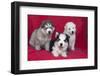 Siberian Husky puppies-Zandria Muench Beraldo-Framed Photographic Print