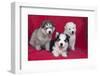 Siberian Husky puppies-Zandria Muench Beraldo-Framed Photographic Print