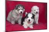 Siberian Husky puppies-Zandria Muench Beraldo-Mounted Photographic Print