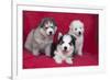 Siberian Husky puppies-Zandria Muench Beraldo-Framed Photographic Print