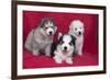 Siberian Husky puppies-Zandria Muench Beraldo-Framed Photographic Print