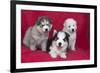 Siberian Husky puppies-Zandria Muench Beraldo-Framed Photographic Print