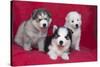 Siberian Husky puppies-Zandria Muench Beraldo-Stretched Canvas