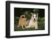 Siberian Husky Puppy and Kitten-DLILLC-Framed Photographic Print